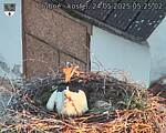 Capi_Dubne_20250524_052502.jpg