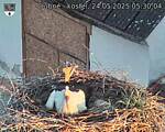 Capi_Dubne_20250524_053004.jpg