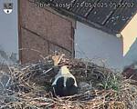 Capi_Dubne_20250524_055502.jpg