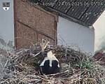 Capi_Dubne_20250524_060504.jpg