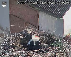 Capi_Dubne_20250524_062004.jpg (1350 x 1080)