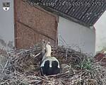 Capi_Dubne_20250524_062502.jpg