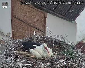 Capi_Dubne_20250524_065002.jpg (1350 x 1080)