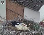 Capi_Dubne_20250524_070002.jpg
