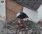Capi_Dubne_20250524_071004.jpg