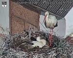 Capi_Dubne_20250524_074504.jpg