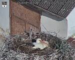 Capi_Dubne_20250524_075004.jpg