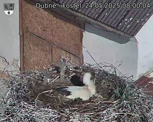 Capi_Dubne_20250524_080004.jpg (1350 x 1080)