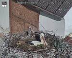 Capi_Dubne_20250524_081502.jpg