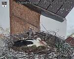 Capi_Dubne_20250524_084504.jpg