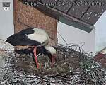 Capi_Dubne_20250524_090002.jpg