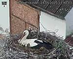 Capi_Dubne_20250524_134003.jpg
