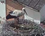 Capi_Dubne_20250524_141502.jpg