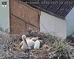 Capi_Dubne_20250524_182502.jpg