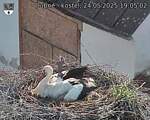 Capi_Dubne_20250524_190502.jpg