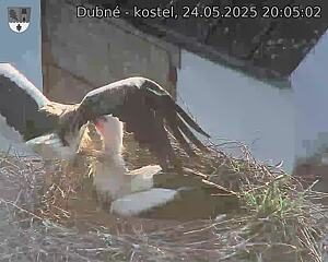 Capi_Dubne_20250524_200502.jpg (1350 x 1080)