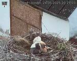 Capi_Dubne_20250524_202503.jpg