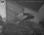 Capi_Dubne_20250524_212503.jpg