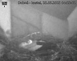 Capi_Dubne_20250525_042502.jpg