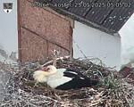 Capi_Dubne_20250525_050502.jpg