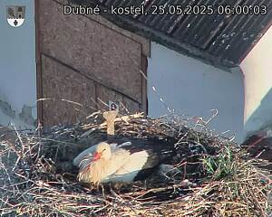 Capi_Dubne_20250525_060003.jpg (1350 x 1080)
