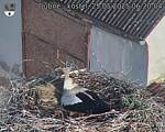 Capi_Dubne_20250525_062004.jpg