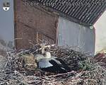 Capi_Dubne_20250525_062503.jpg