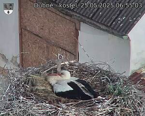Capi_Dubne_20250525_065503.jpg (1350 x 1080)
