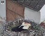 Capi_Dubne_20250525_072003.jpg