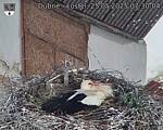 Capi_Dubne_20250525_073004.jpg