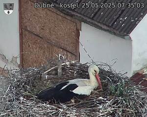 Capi_Dubne_20250525_073503.jpg (1350 x 1080)