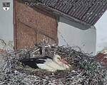 Capi_Dubne_20250525_075004.jpg