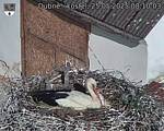 Capi_Dubne_20250525_081003.jpg