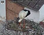 Capi_Dubne_20250525_083003.jpg
