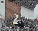 Capi_Dubne_20250525_084002.jpg