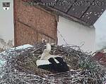 Capi_Dubne_20250525_084503.jpg