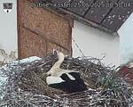 Capi_Dubne_20250525_085004.jpg