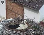 Capi_Dubne_20250525_093504.jpg