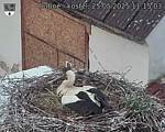 Capi_Dubne_20250525_111503.jpg