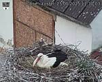 Capi_Dubne_20250525_113003.jpg