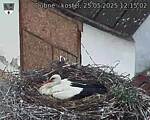 Capi_Dubne_20250525_121502.jpg