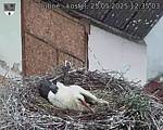 Capi_Dubne_20250525_123503.jpg