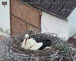 Capi_Dubne_20250525_135503.jpg