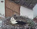 Capi_Dubne_20250525_151502.jpg
