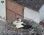Capi_Dubne_20250525_172503.jpg