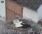 Capi_Dubne_20250525_173003.jpg