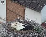 Capi_Dubne_20250525_175003.jpg