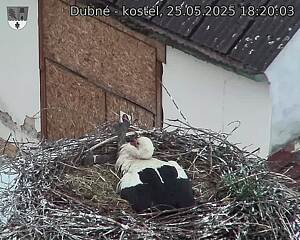 Capi_Dubne_20250525_182003.jpg (1350 x 1080)