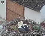 Capi_Dubne_20250525_183503.jpg