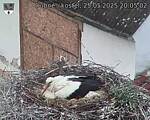 Capi_Dubne_20250525_200502.jpg